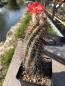 Preview: Echinocereus coccineus